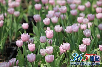 The Tulip